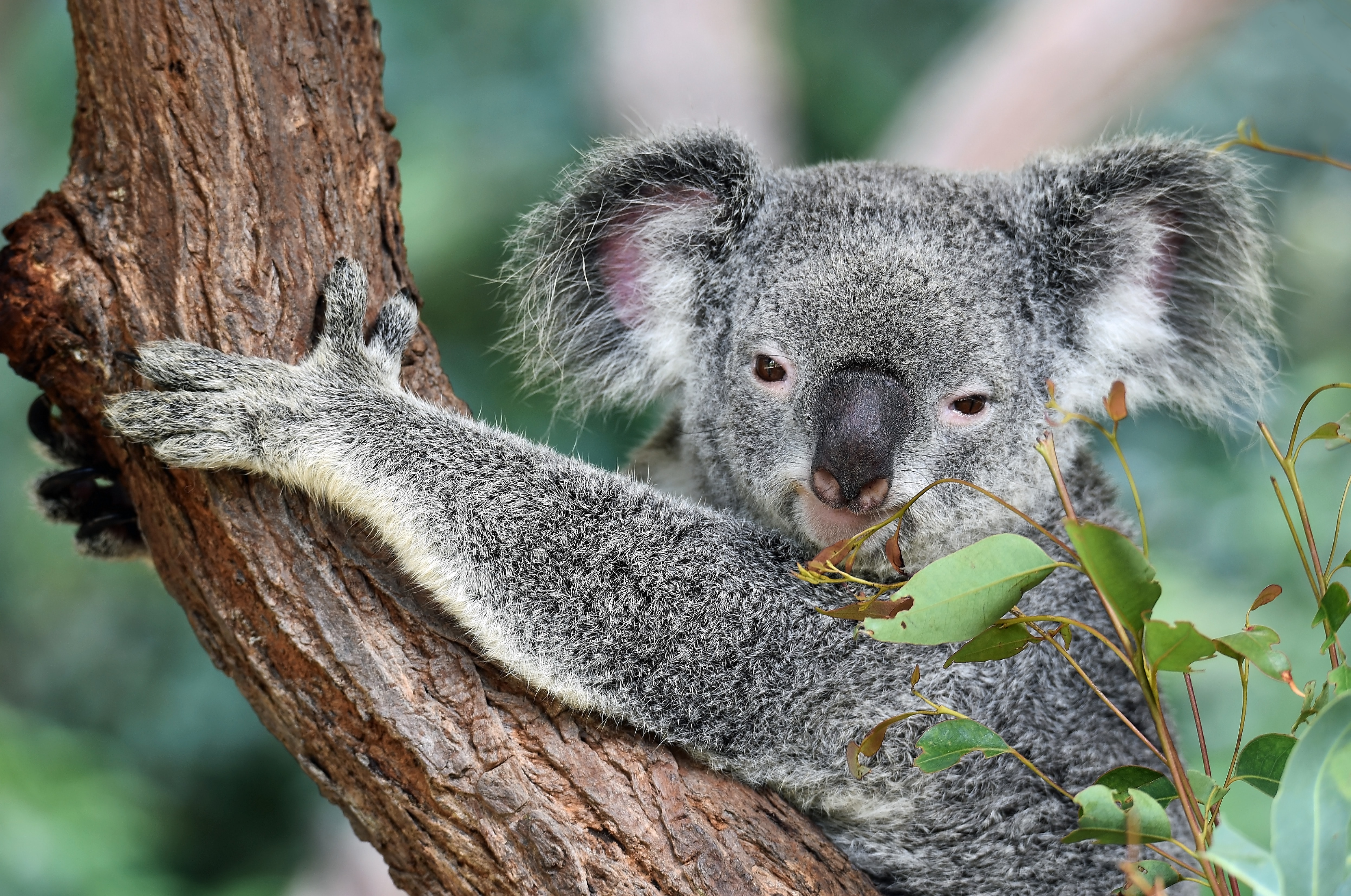 Коала страна. Коала в Австралии. Австралия фауна коала. Серый коала Дикие Австралии. Парк Какаду в Австралии.